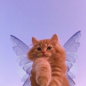 Meet your Posher, Marly